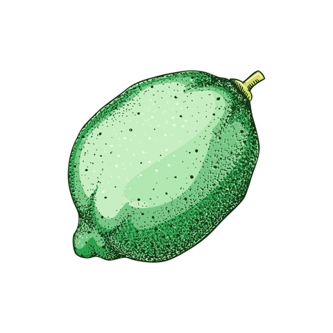 Lime fruit sketch in color. Citrus fruit hand-drawn vector illustration. Exotic plant drawing in watercolor style. Botanical design element. NOT AI-generated